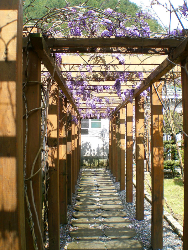 紫藤走廊 