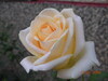 [Nikon/Nikkor]玫瑰花