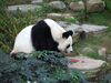 [Pentax]熊貓