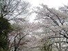 [Canon]日本樱花