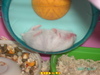 我的寶貝鼠~PAR.2