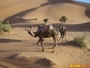 防止駱駝逃跑的方式