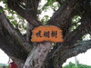 [Pentax]奇特的兩棵樹的名子