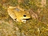 [Canon]日本树蛙