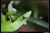 [Pentax]蟲蟲隨拍
