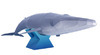 Canon 的動物系列 -- 藍鯨