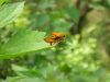 [Nikon/Nikkor]可爱的竹红弄蝶