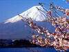 富士山櫻花河畔