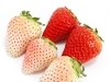 驚艷～日本出現白草莓嚕～０。。０！