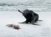 如果海豹獵殺人類嬰兒，將會怎樣？