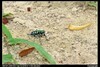 [Nikon/Nikkor]八星虎甲蟲~難拍的傢伙