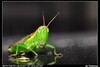 [Nikon/Nikkor]很常見的蝗蟲~台灣稻蝗