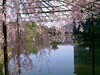 日本櫻花祭二