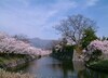 日本櫻花祭四