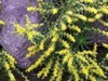 [Kodak(柯達)]不知名的植物