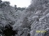 [Kodak(柯達)]枝葉上的雪