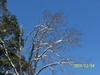 [Kodak(柯達)]下過雪後的樹景