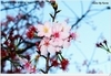 [Canon]櫻花(桜花)