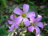 [Panasonic]可爱的小紫花