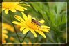 [Canon]花與蜂