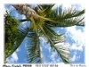 [Nikon/Nikkor]椰子樹