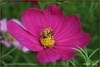 [Canon]大波斯菊與蜜蜂 1