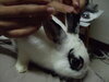 我們家兩個黑輪的小兔兔!!