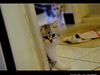 [Fujifilm(富士)]口愛的小小貓兩個月大