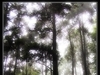 [Nikon/Nikkor]森林照