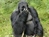 影師拍到非洲銀背大猩猩喝醉鏡頭