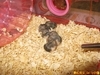 鼠寶寶出生的第十二天