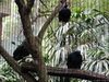 [SONY]木柵動物園-鳥類區