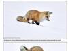狐狸獵食失策 「倒插」雪地好糗